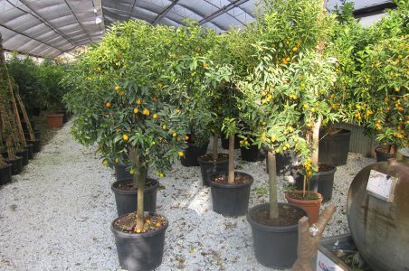 piante da frutto - Vivai Carraro Sante - Saonara Padova